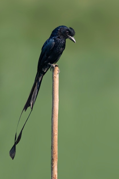 木の切り株に大きなラケットテールドロンゴ。鳥。動物。