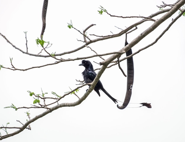 Greater Rackettailed Drongo bird black body long tail