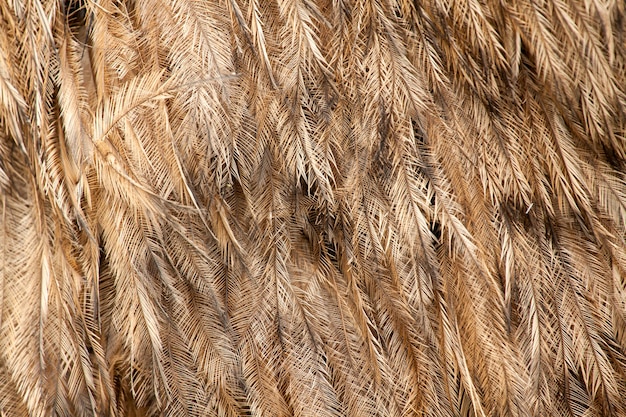 Photo greater rhea americana feather pattern