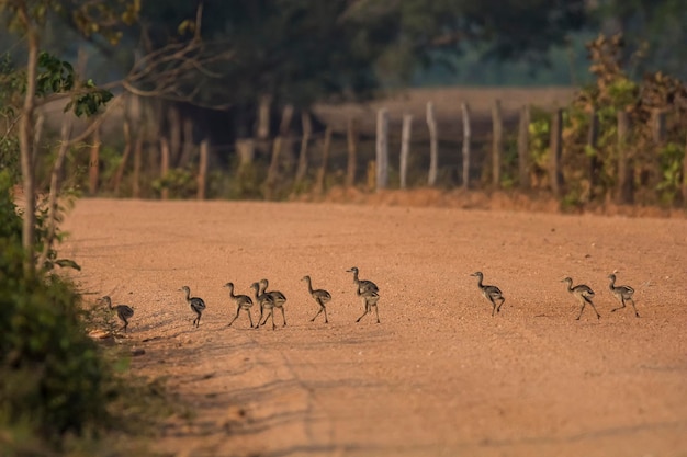 Foto greater rhea pantanal brazilië