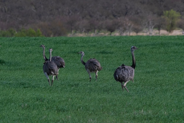 라 파 지방의 파스 시골 환경에서 Greater Rhea Rhea americana 브라질