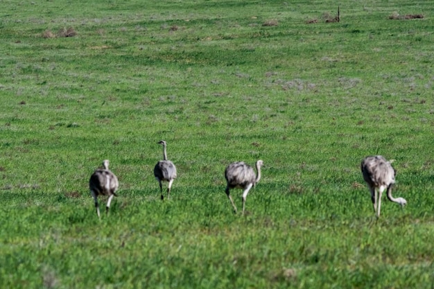 라 파 지방의 파스 시골 환경에서 Greater Rhea Rhea americana 브라질