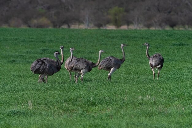 Greater Rhea Rhea americana in Pampas coutryside environment La Pampa province Brazil