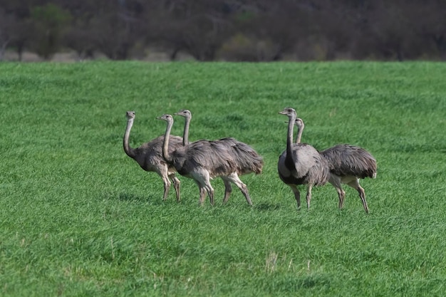 Pampas coutryside 환경 La Pampa 지방 브라질의 Greater Rhea Rhea americana