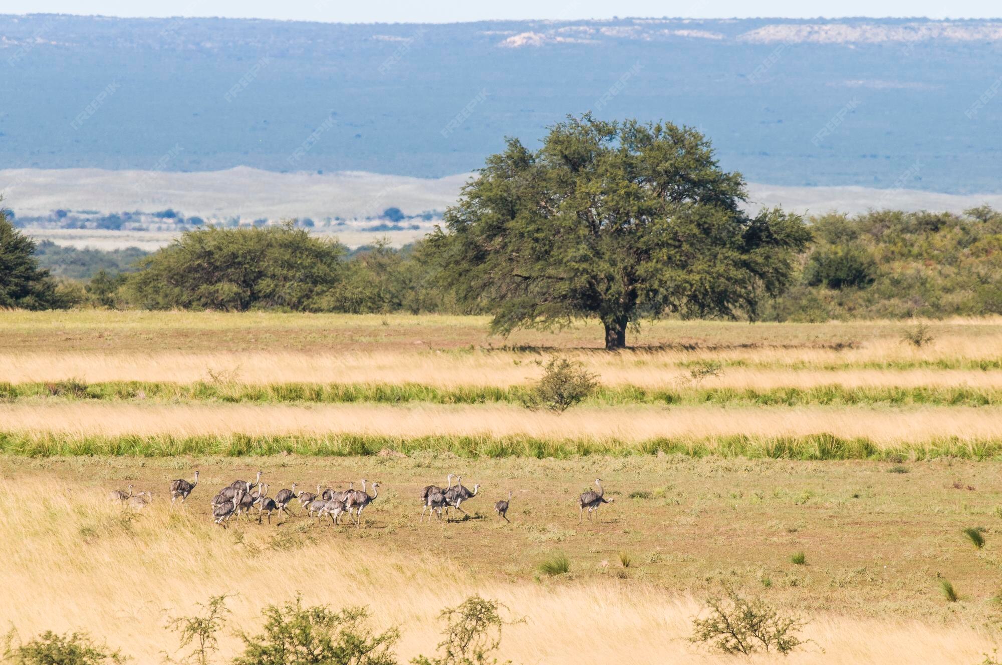 Premium Photo | Greater rhea with chicksin pampas landscape argentina