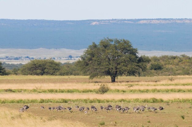 Photo greater rhea with chicksin pampas landscape argentina