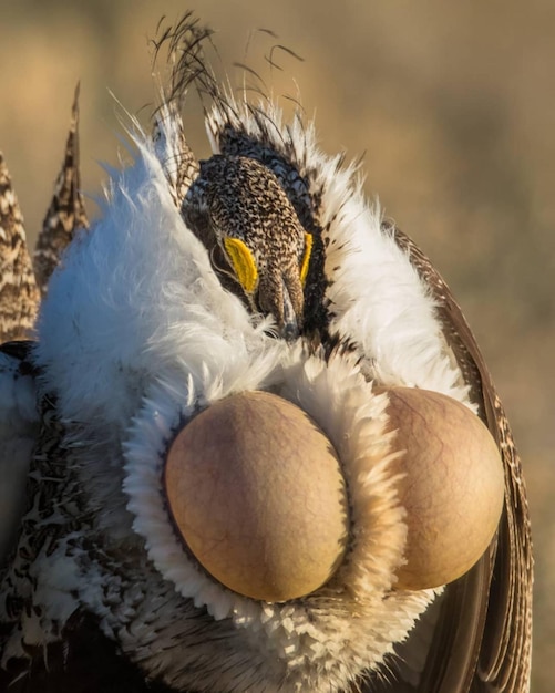 Greater sage grouse bird female standing
