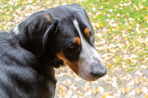 Greater swiss mountain dog or sennenhund. Autumn portrait.