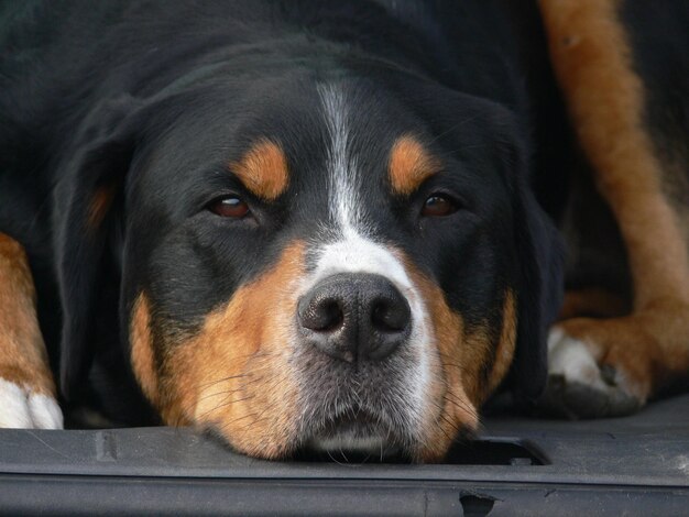 Photo greater swiss mountain dog