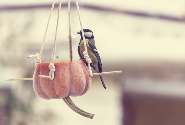 Greater titmouse bird sitting on a seed-can.