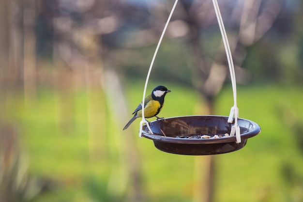 Greater titmouse bird sitting on a seed-can.