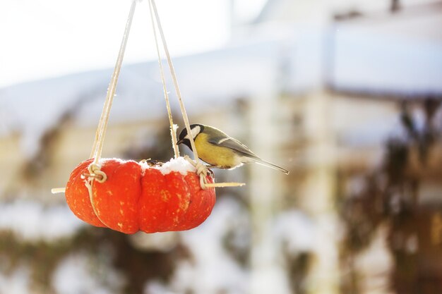 Greater titmouse bird sitting on a seed-can