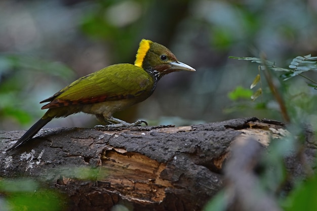 Greater yellownape sitting on a tree log