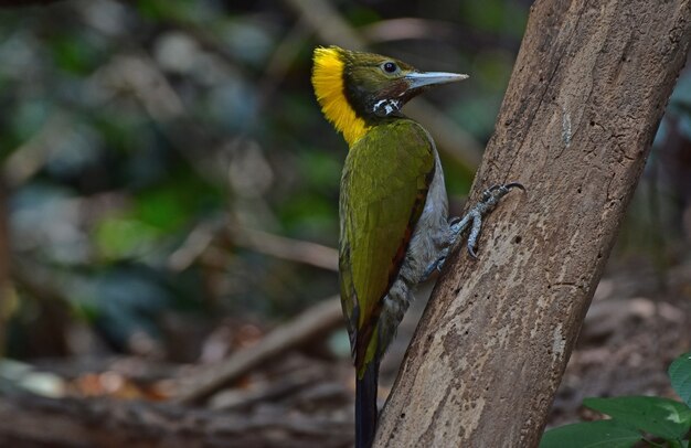 Greater yellownape sitting on a tree log