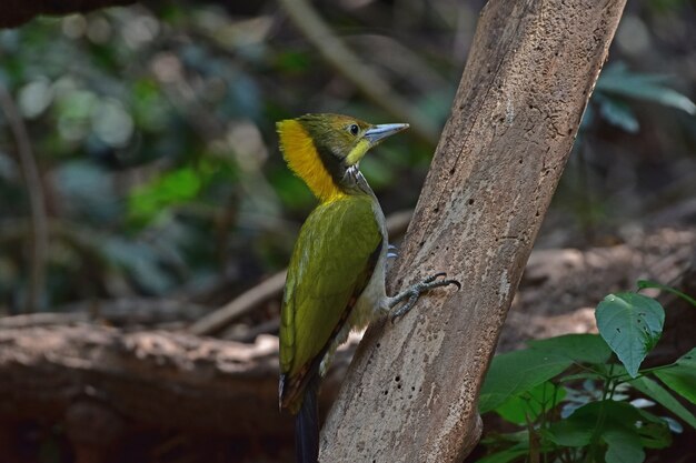 Greater yellownape sitting on a tree log