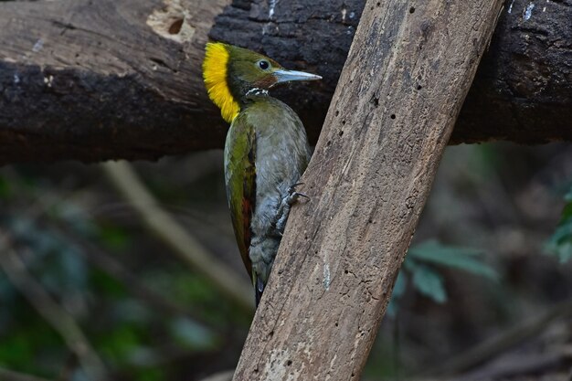 Greater yellownape sitting on a tree log