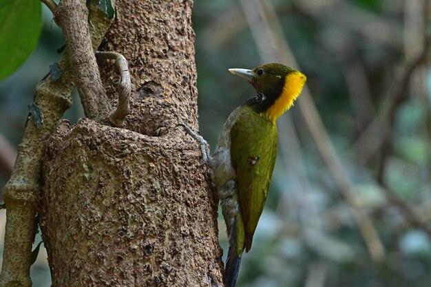 Greater yellownape sitting on a tree log