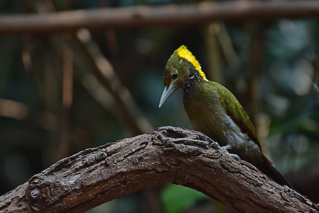 Greater yellownape sitting on a tree log