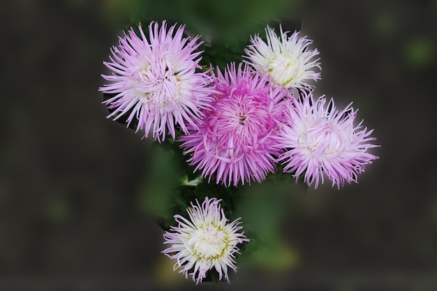 The greatsky quartet of purple asters sings a sweet summer song\
purple asters isolated background