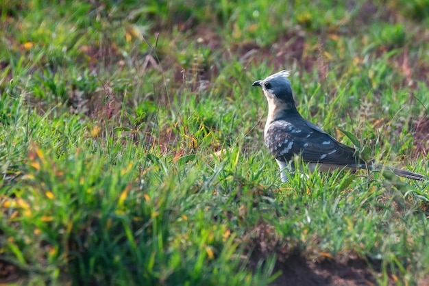 Greatspotted cuckoo or clamator glandarius on the ground