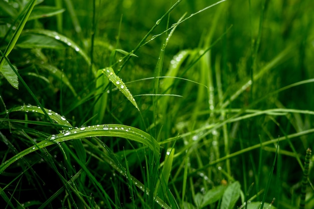 Gree knapperig gras met als gevolg op hen. Detailopname. Hoge kwaliteit foto