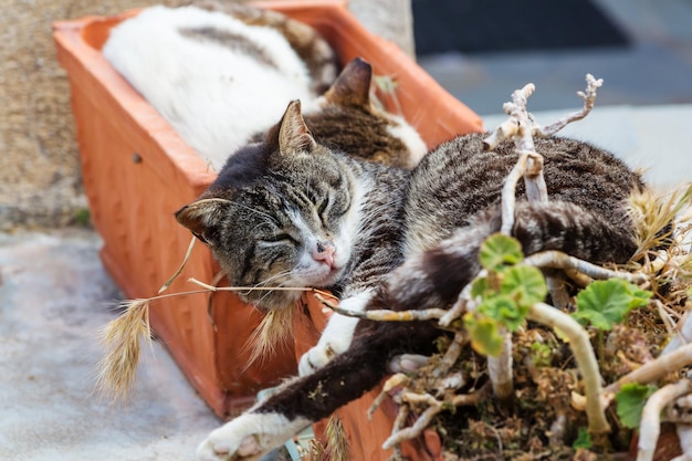 Greece cat