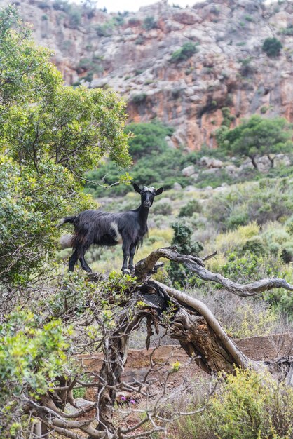 Greece, Crete, Kato Zakros, Gorge of the Dead, goat on tree