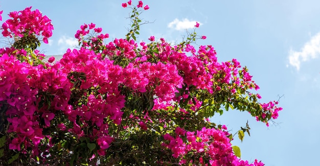 Greece Cyclades Island Blooming pink bougainvillea flower under blue sky background