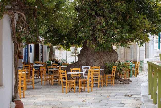 Grecia isola di tinos cicladi caffè tradizionale all'aperto nel villaggio di pyrgos sotto un enorme albero piano