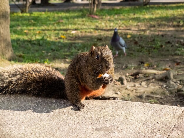 greedy squirrel