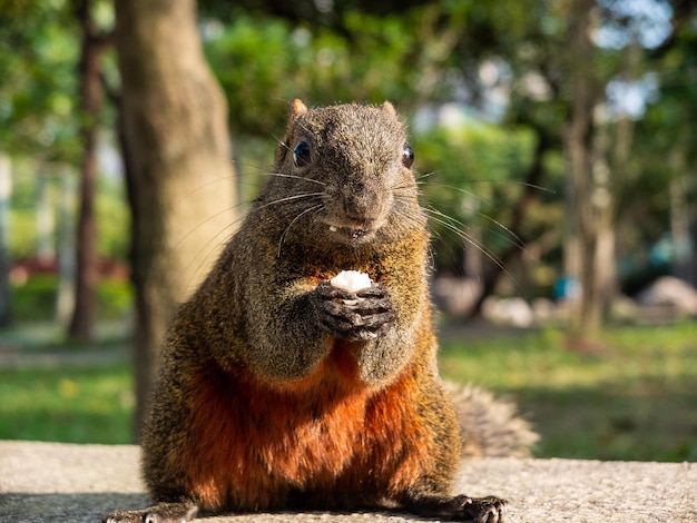 greedy squirrel