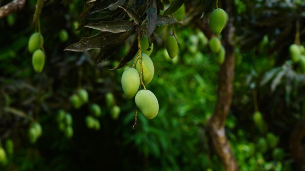 Greeen mango image hd