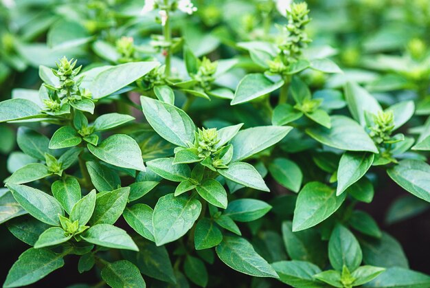 Greek basil plants blooming in the herb garden basil growing outdoors