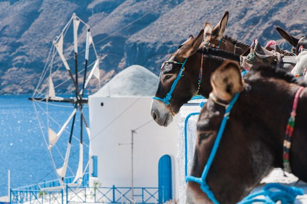 Greek donkeys in white town