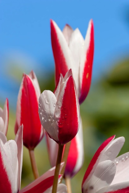 그리스 식물 희귀한 섬세한 봄날 튤립 Tulipa clusiana는 화창한 봄날 초원에서 자랍니다