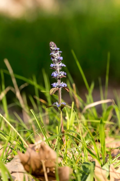 Greek flora Tender flowering plant Ajuga closeup grows in the mountains on a sunny spring day