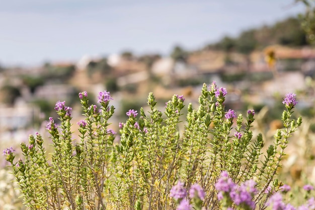Foto flora greca utile pianta di spezie in fiore satureja montan closeup che cresce in montagna in una soleggiata giornata estiva