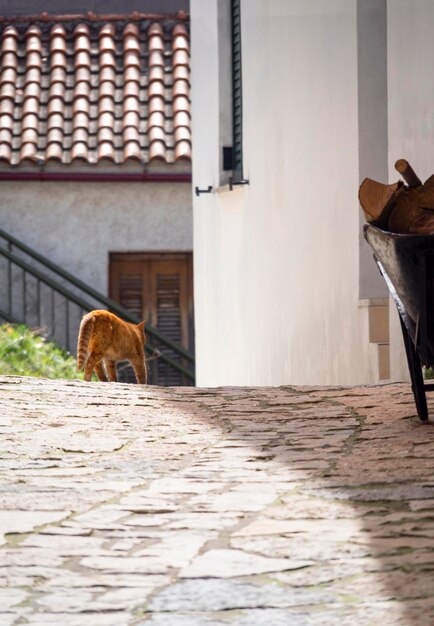 A Greek red cat walks along the street of a Greek village on the island of Evia Greece