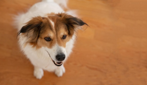 Greek shepherd dog white and brown color wooden floor background