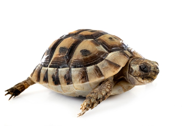 Greek tortoise in studio