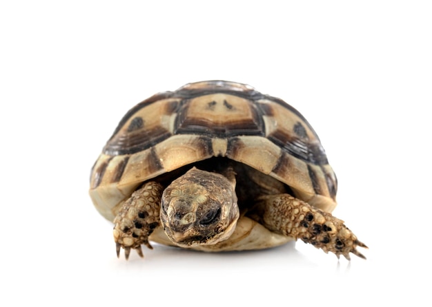 Greek tortoise in studio