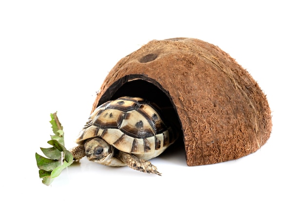 Greek tortoise in studio