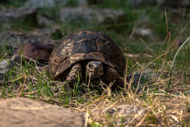 Greek tortoise Testudo graeca in natural habitat