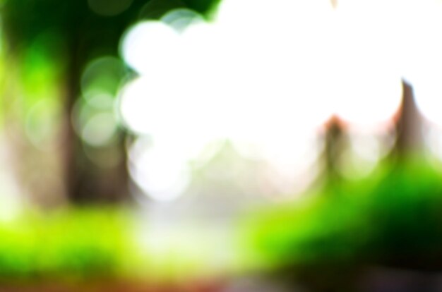 Green abstract blur background