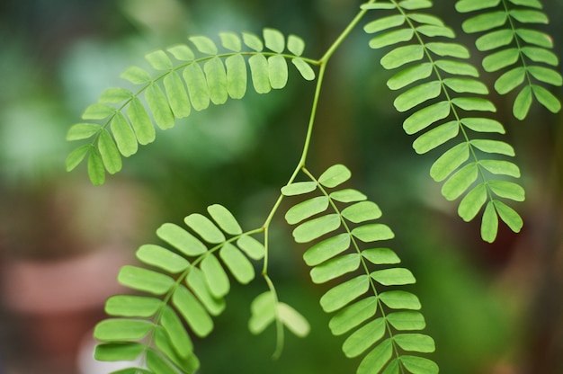 Sfondo verde fogliame di acacia, foglie di giungla tropicale