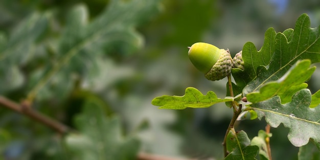 Photo green acorn