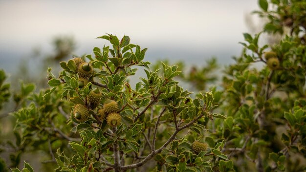 green acorns on a tree