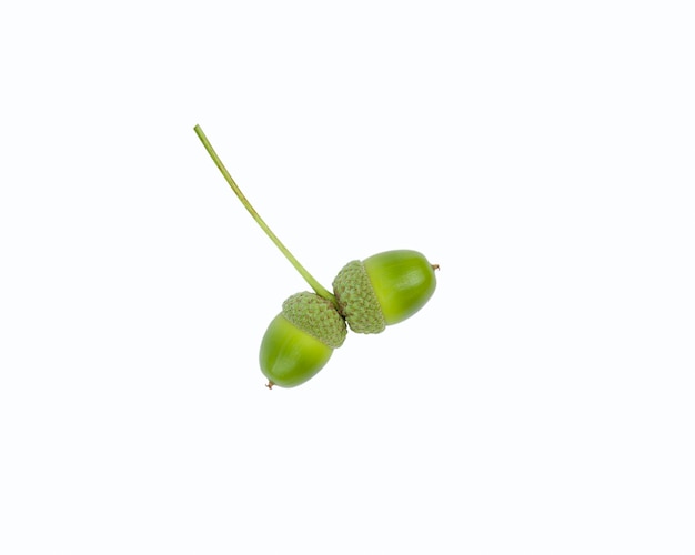 Green acorns white background Isolated