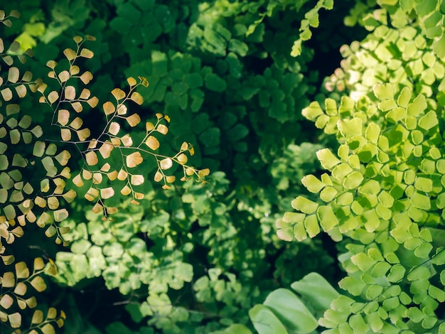 Green Adiantum raddianum leaves cover background