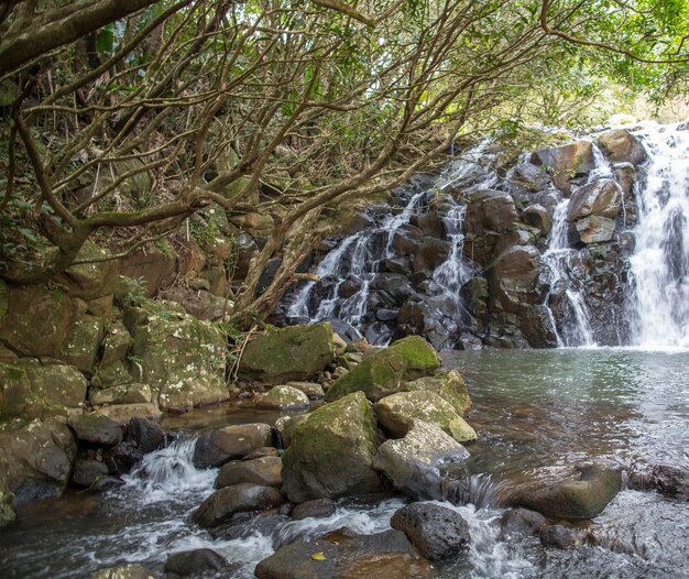 モーリシャスの緑のアフリカの木々と植生